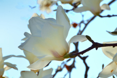 三萩野公園2021　3月　辛夷③