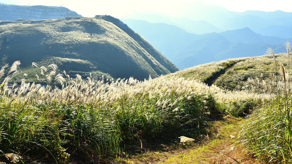 平尾台2020　10月　大平山　ススキ⑤