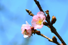 白野江2022　1月-2　桜　アーコレード