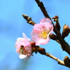 白野江2022　1月-2　桜　アーコレード