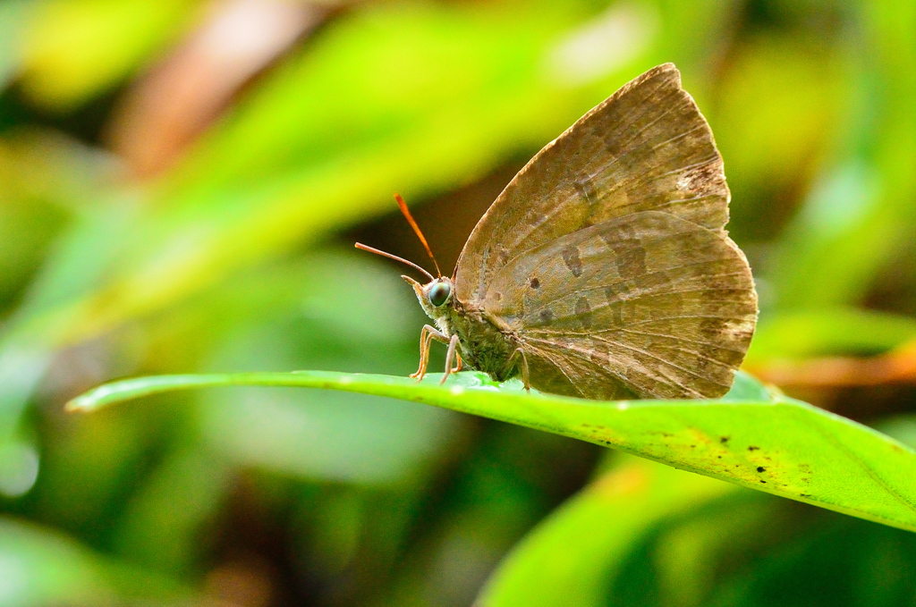 白野江2021　7月-3　蝶　ムラサキシジミ②