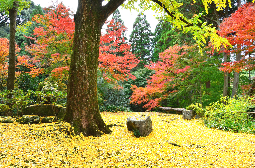 清水寺本坊庭園2022　11月-1　銀杏床