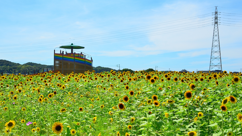 大任町2021　7月　向日葵①