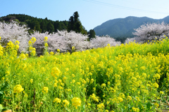 糸島　ゆらりんこ橋2022-4　山あいの桜と菜の花