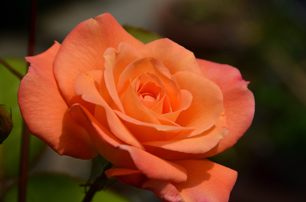 バルコニー2021　4月　薔薇⑤