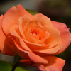 バルコニー2021　4月　薔薇⑤