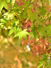 渓石園2022　11月-5　青モミジ