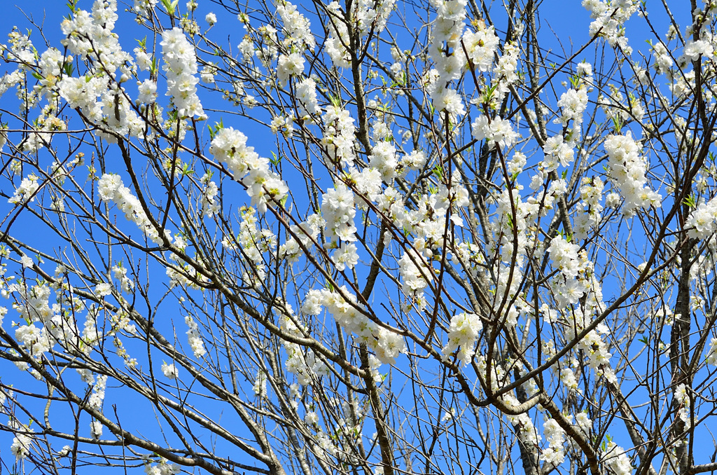 一の俣温泉近郊2020　白い桜①