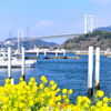関門橋2024　2月-1　菜の花①