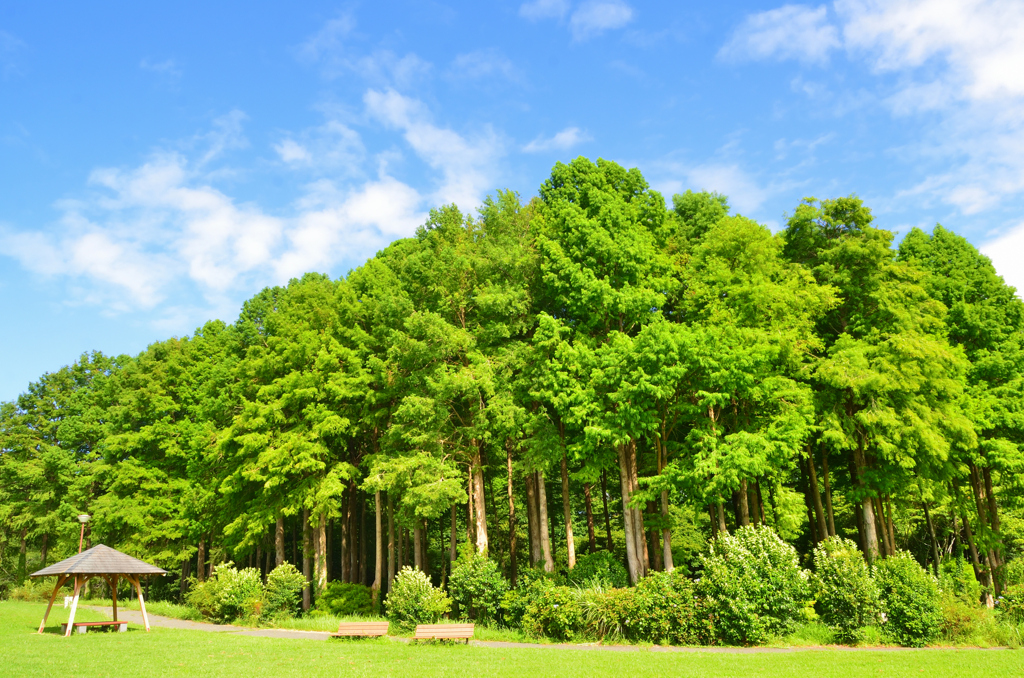 メタセの杜2022　夏-2　メタセコイヤとベンチ