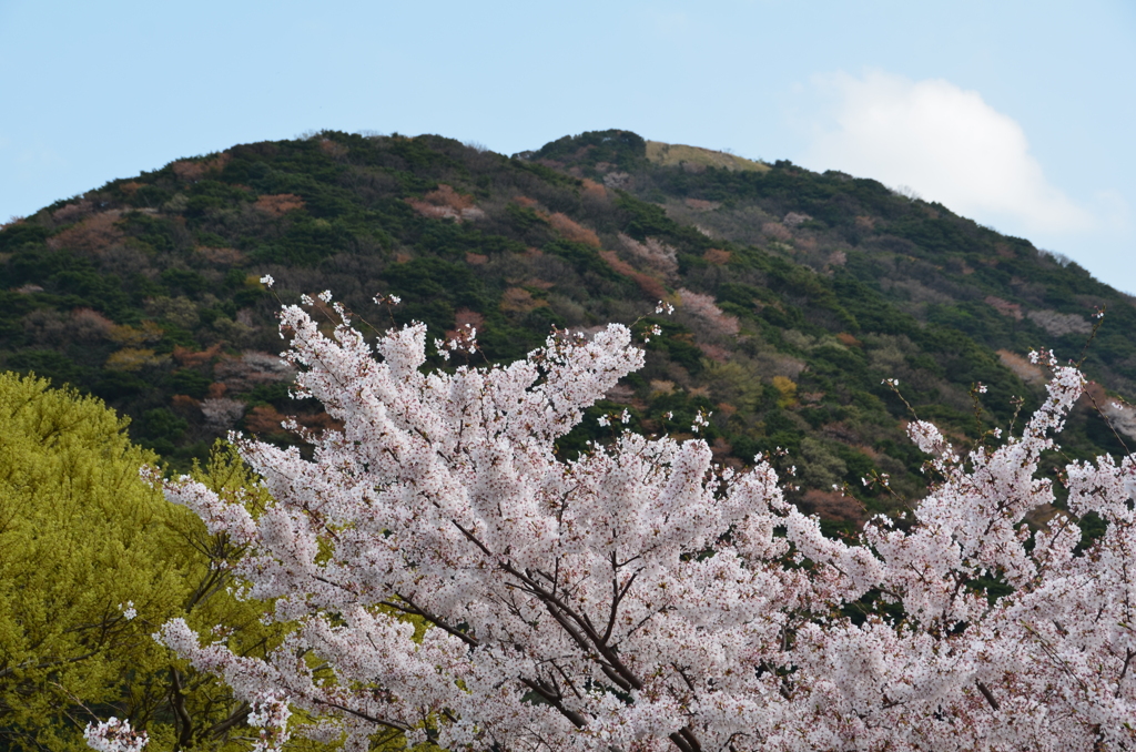 森林公園2018　桜＆小文字山