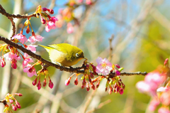 白野江2022　2月-4　河津桜と？