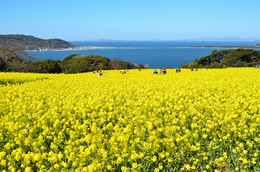 能古島2020　菜の花①