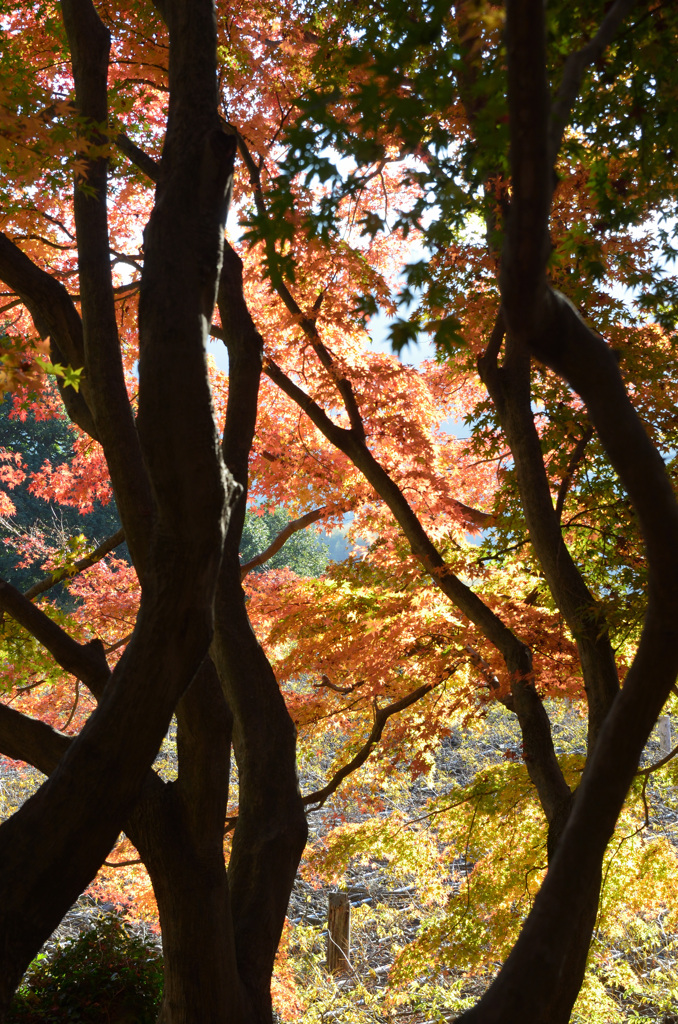 河内藤園2018　11月広葉樹の道3