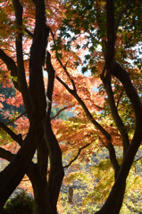 河内藤園2018　11月広葉樹の道3