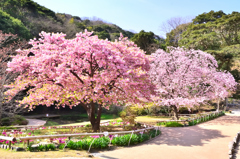 白野江2021　3月-4　河津桜と大寒桜①