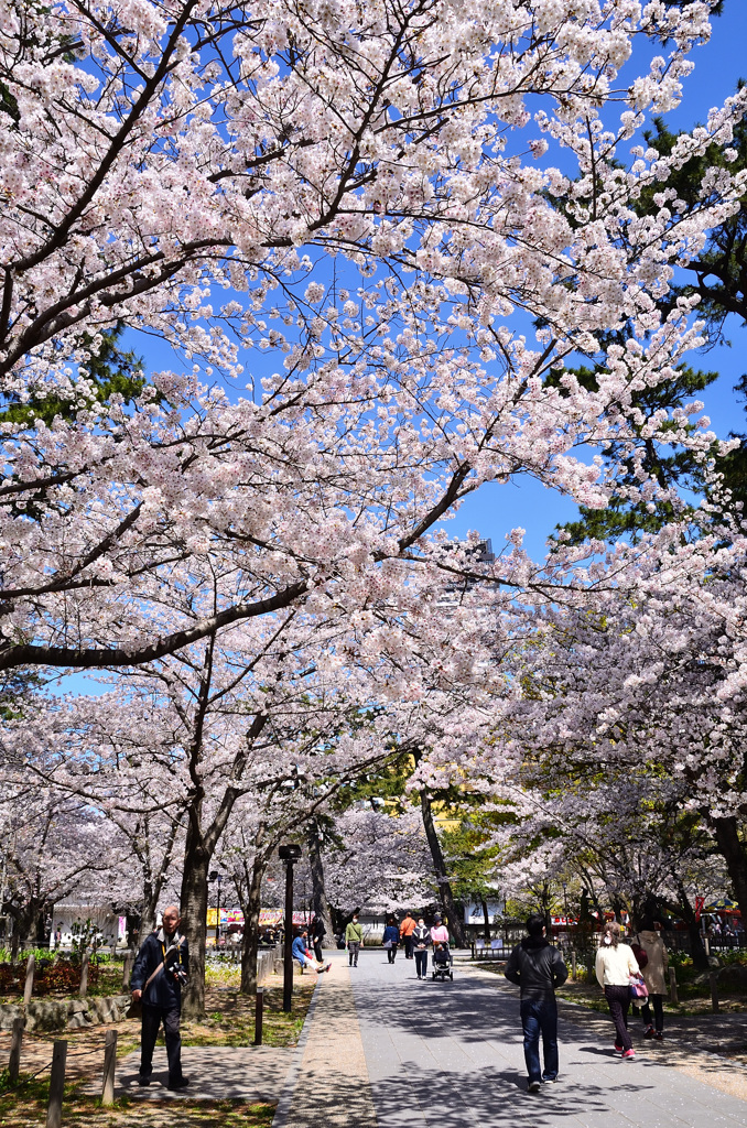 小倉城内2020　4月　桜①