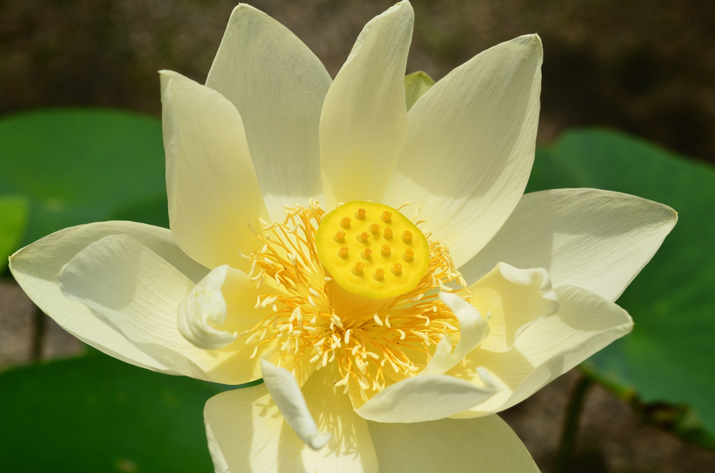 白野江2021　白蓮①