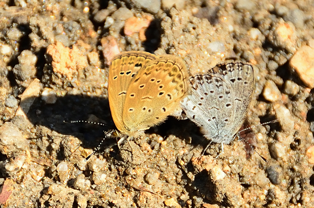 白野江2020　10月-4　昆虫　シジミ蝶　金さん銀さん