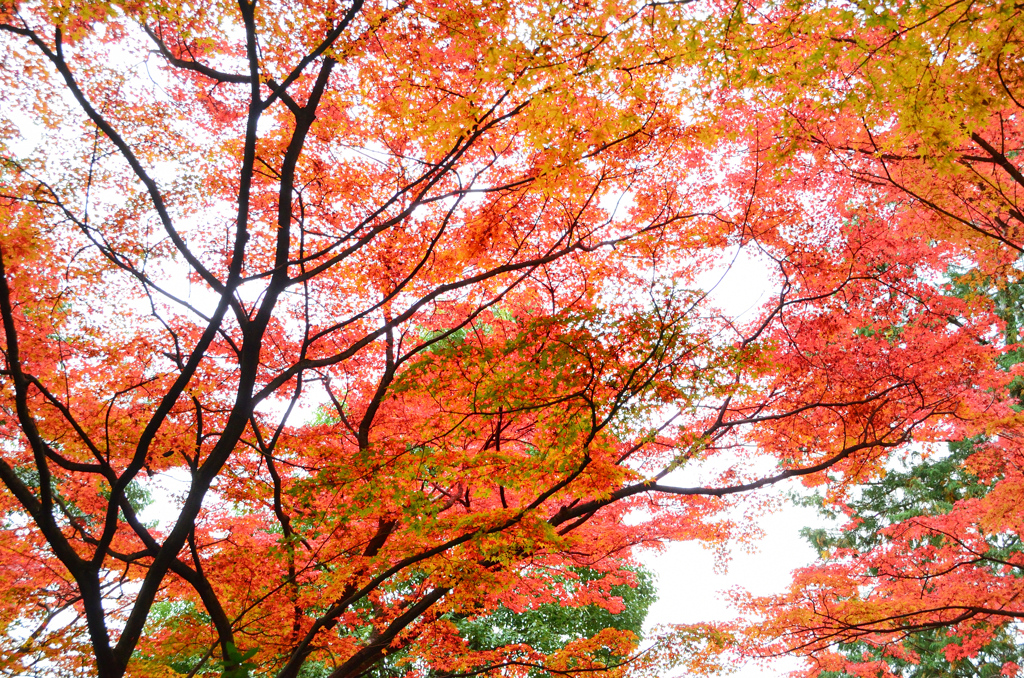 大興善寺2021　11月-4　契園　紅葉①