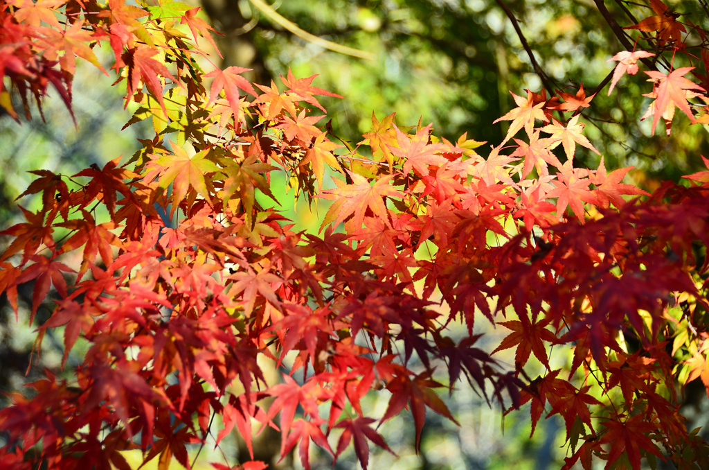 渓石園2020　11月-2　もみじ