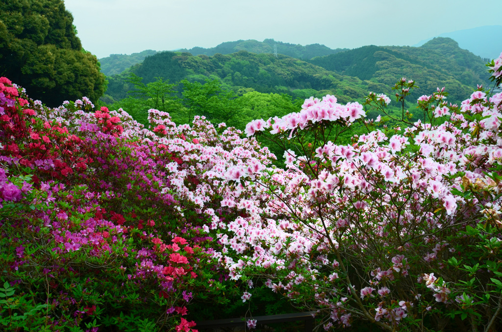 御船山楽園2018-3　平戸ツツジ頂上展望台より