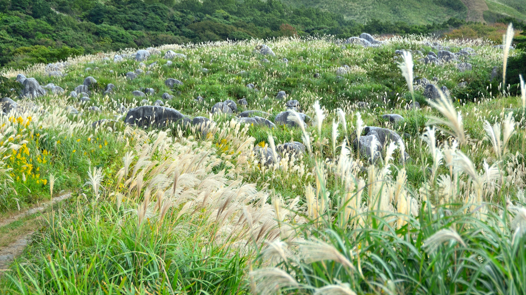 平尾台2021　秋-03　ススキの小径