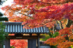 福聚寺2023　もみじ祭-2　裏門と紅葉