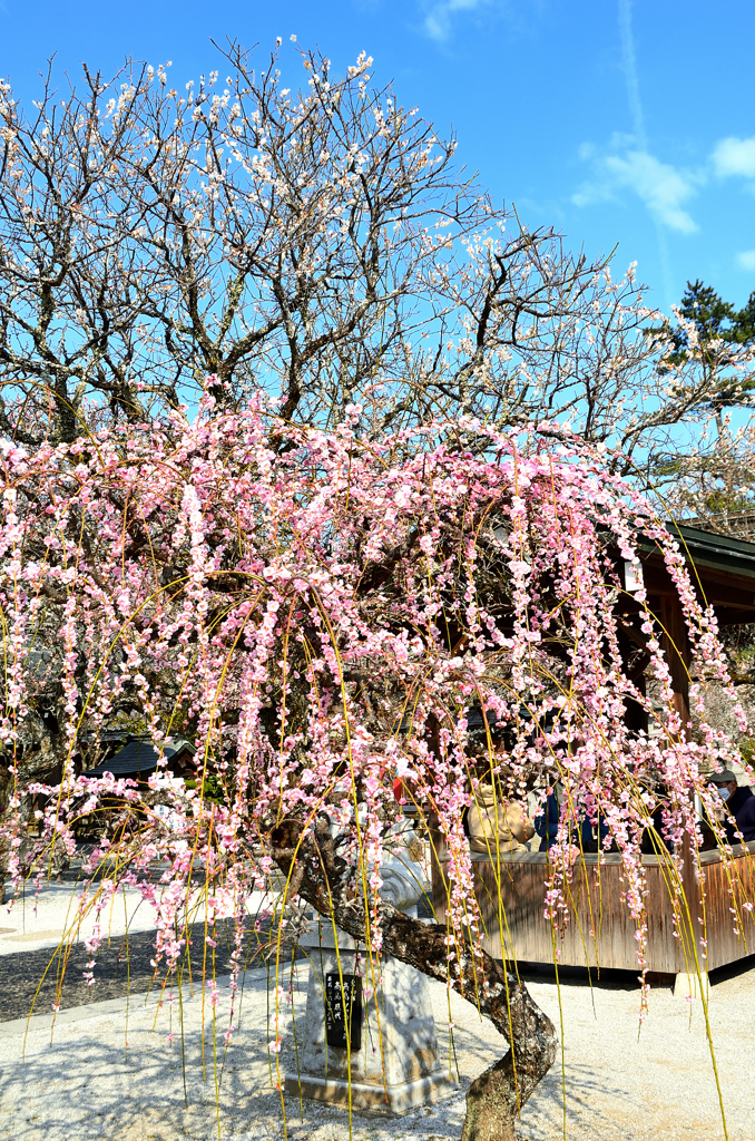 綱敷天満宮2022　3月-1　枝垂れ紅梅①