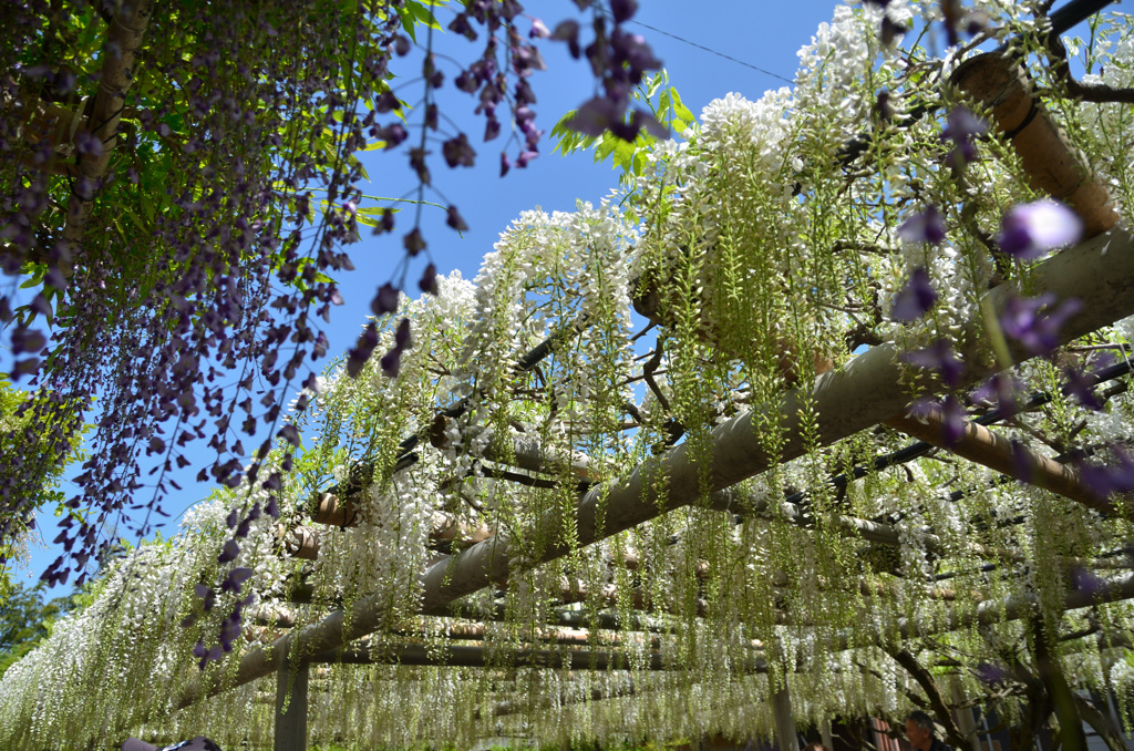 吉祥寺2019　4月　藤棚②