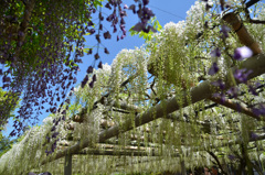 吉祥寺2019　4月　藤棚②