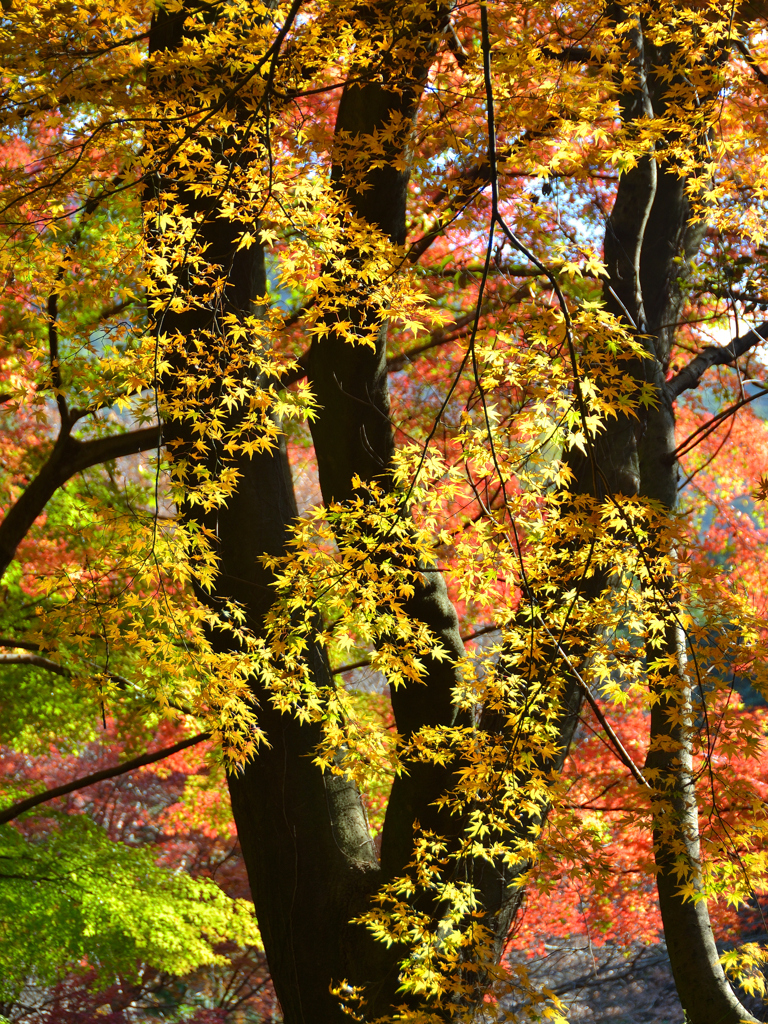 足立公園2023　晩秋-01　黄葉