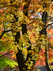 足立公園2023　晩秋-01　黄葉