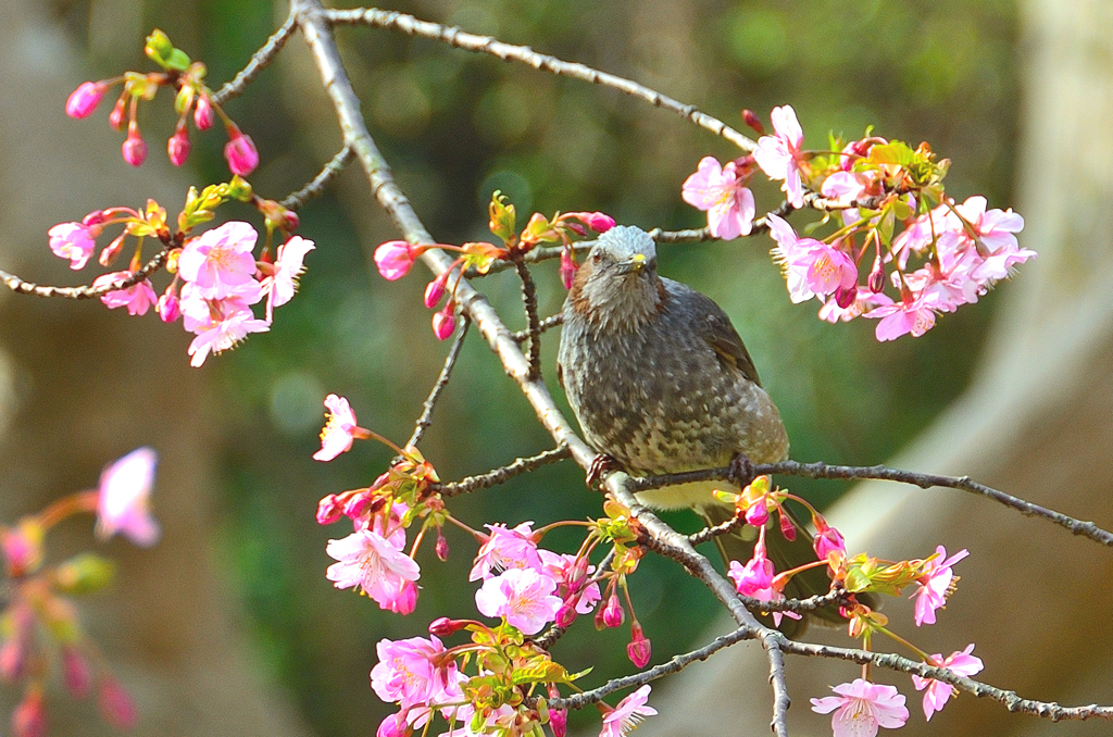 白野江2020　2月-4　寒桜とヒヨドリ①