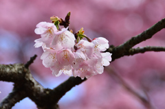 白野江2021　2月　桜　大寒桜②
