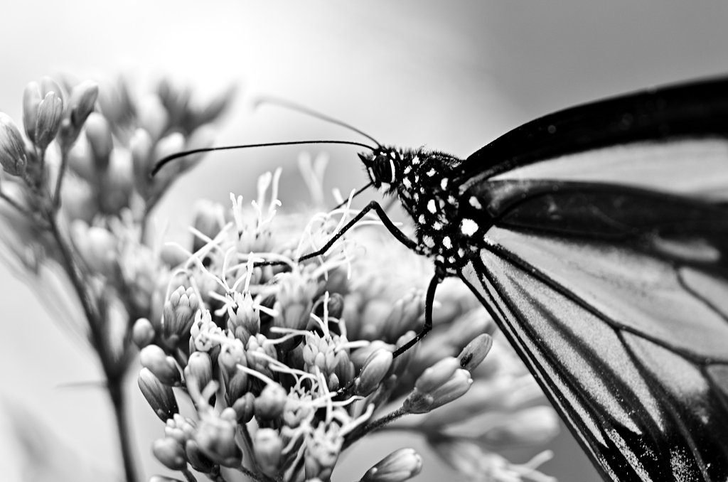 白野江2021　10月-03　アサギマダラ②