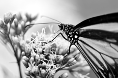 白野江2021　10月-03　アサギマダラ②