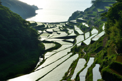 浜野浦2023　新緑-01　輝く棚田