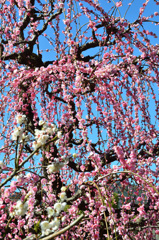太宰府天満宮2020　2月　紅枝垂れ梅＆白梅