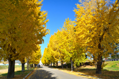 朝倉2021　11月-2　銀杏並木①