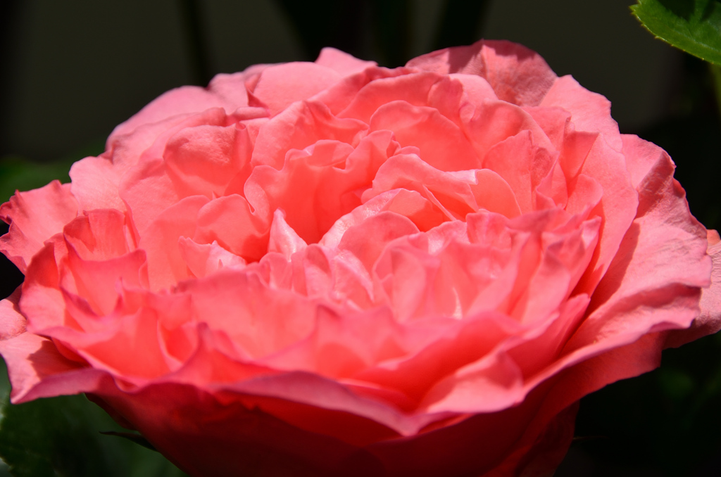 バルコニー2021　4月　薔薇③