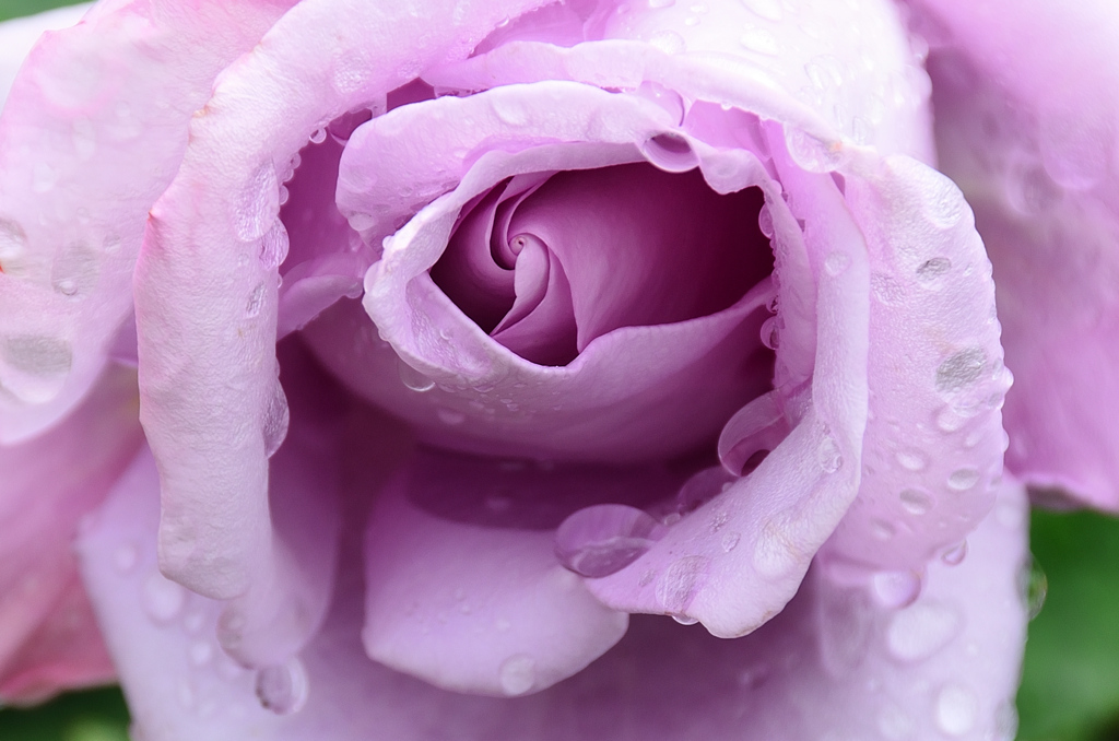 農事センター2021　春　薔薇　ブルームーン