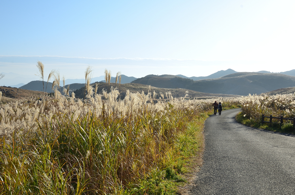 平尾台2022　12月-2　ススキの路