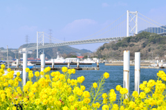 関門橋2024　2月-2　菜の花①