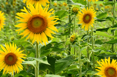 芽生えの夏