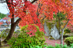 渓石園2018　11月-2　紅葉②