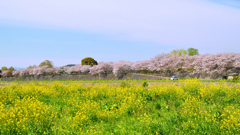 英彦山川2022　4月　菜の花と桜