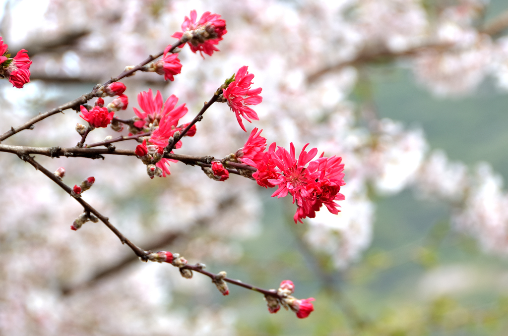 足立山妙見宮2023　春　菊桃と桜