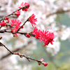 足立山妙見宮2023　春　菊桃と桜