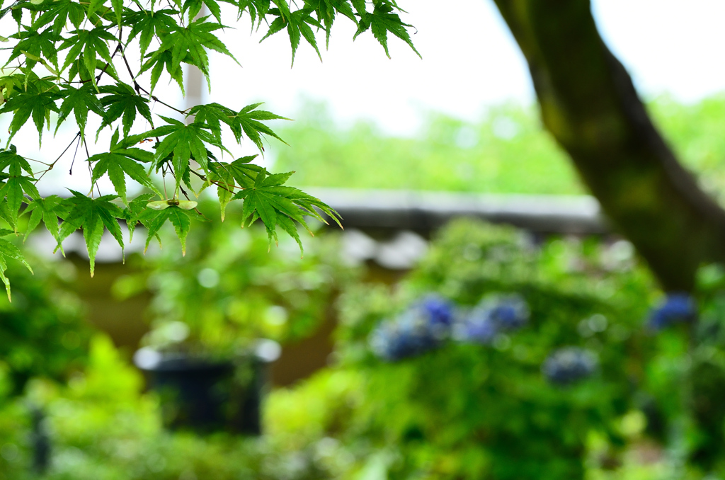 白野江2021　7月-3　青もみじと塀